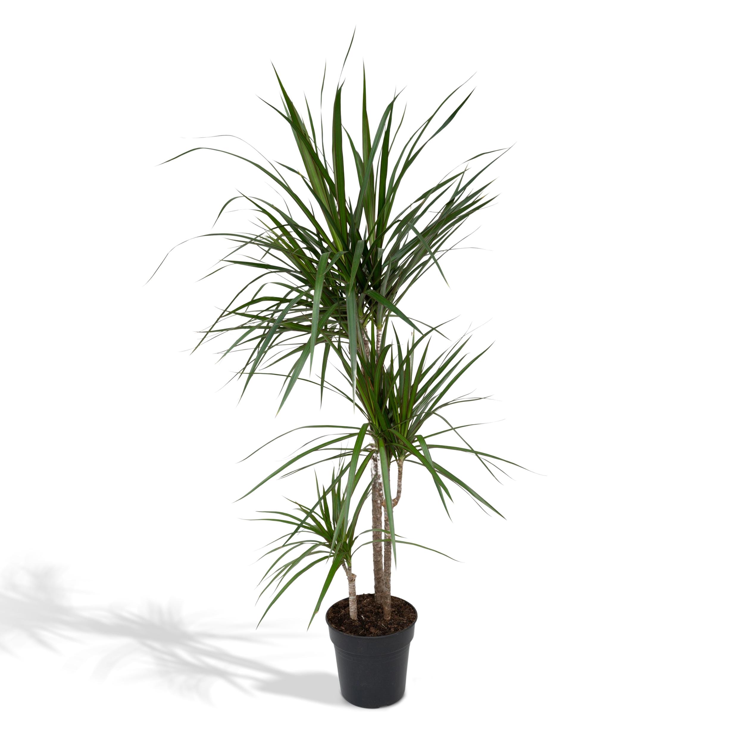 Dracaena Marginata ↑ 115 cm ⌀ 21