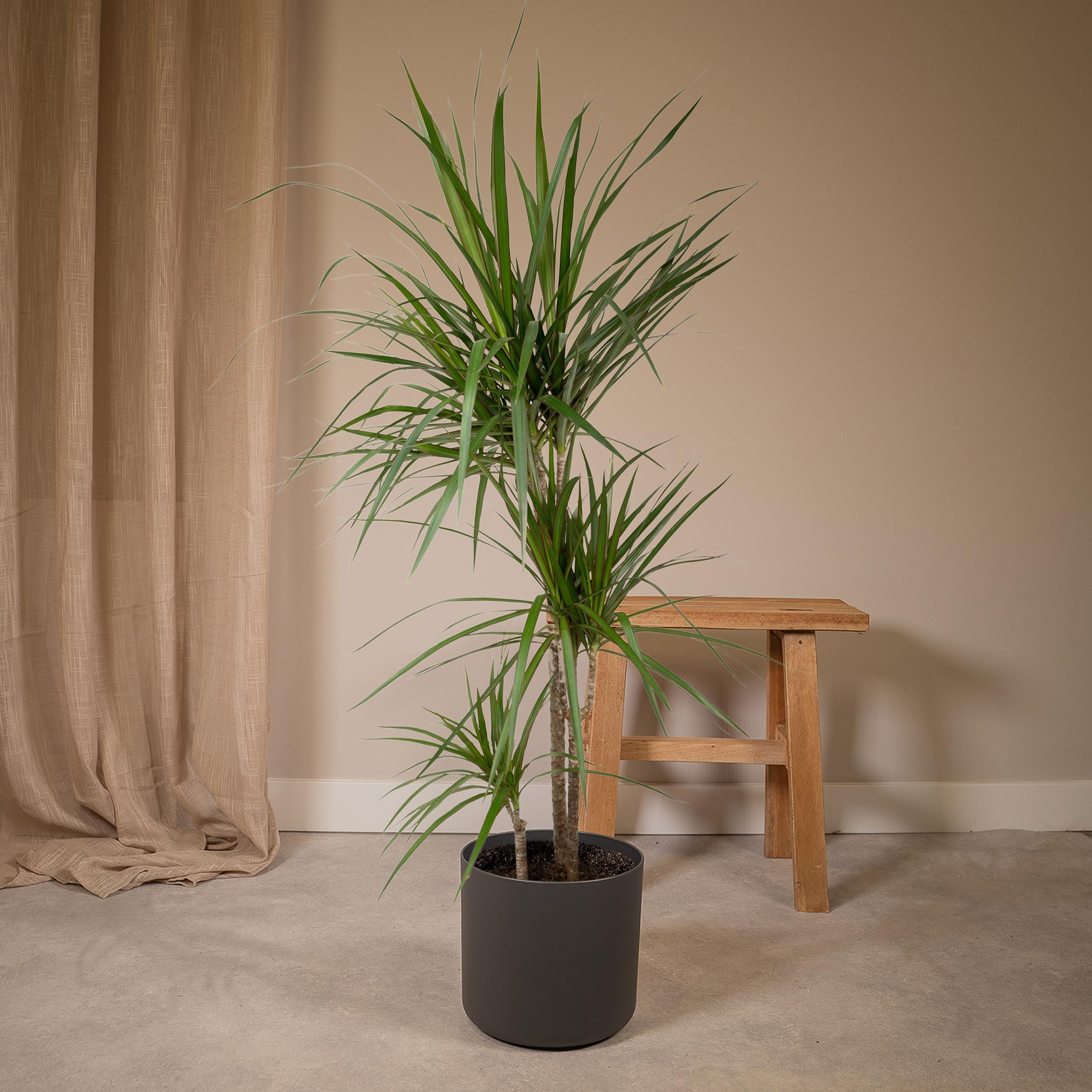 Dracaena Marginata ↑ 115 cm ⌀ 21 - Afbeelding 2