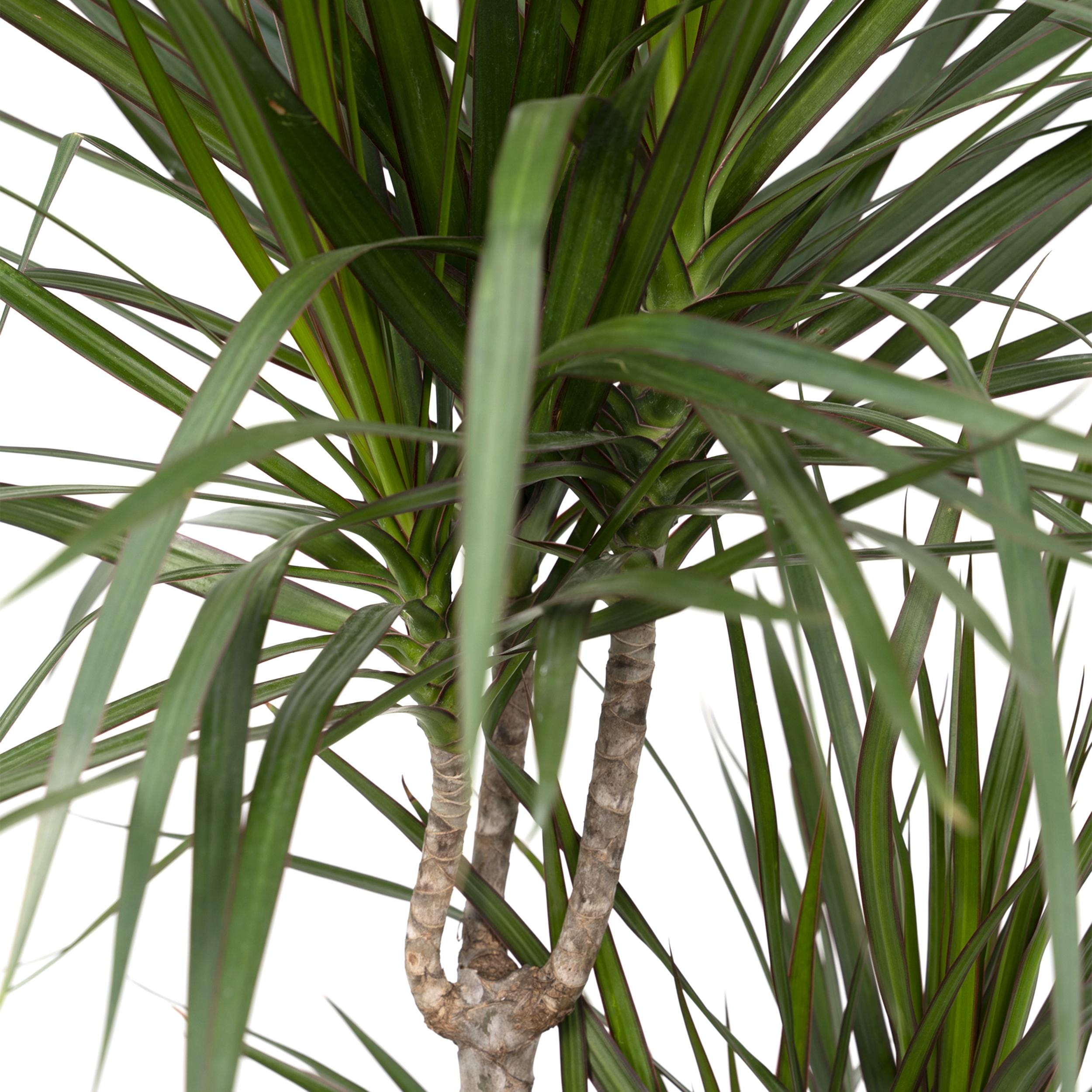 Dracaena Marginata ↑ 115 cm ⌀ 21 - Afbeelding 3