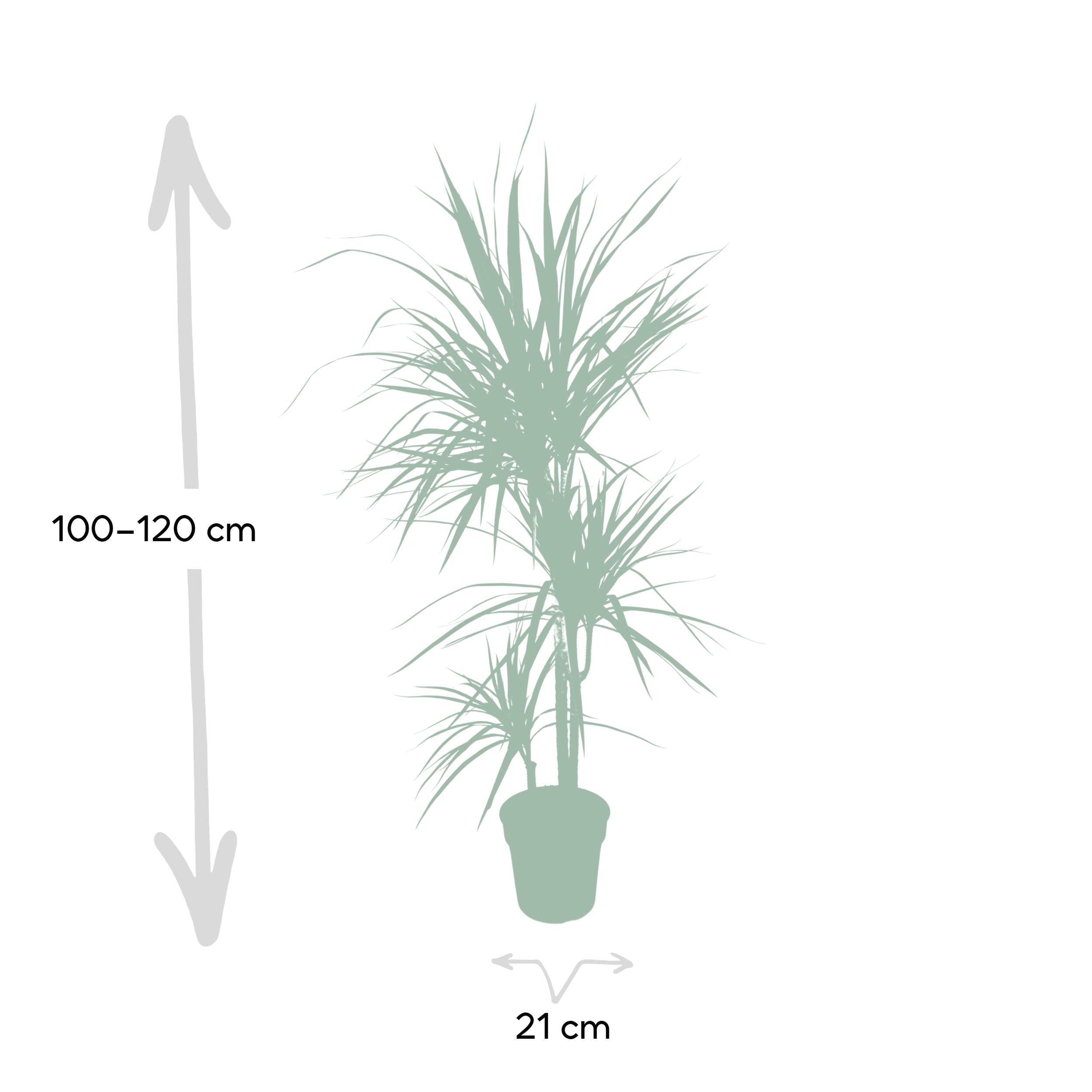 Dracaena Marginata ↑ 115 cm ⌀ 21 - Afbeelding 4
