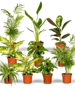 Aanbieding verrassingsbox kamerplanten 5 - 10 stuks