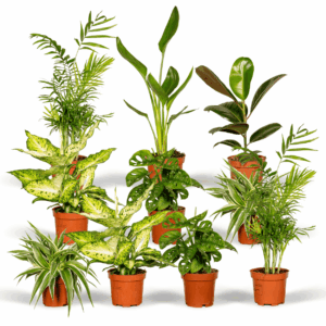 Aanbieding verrassingsbox kamerplanten 5 - 10 stuks