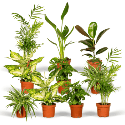 Aanbieding verrassingsbox kamerplanten 5 - 10 stuks