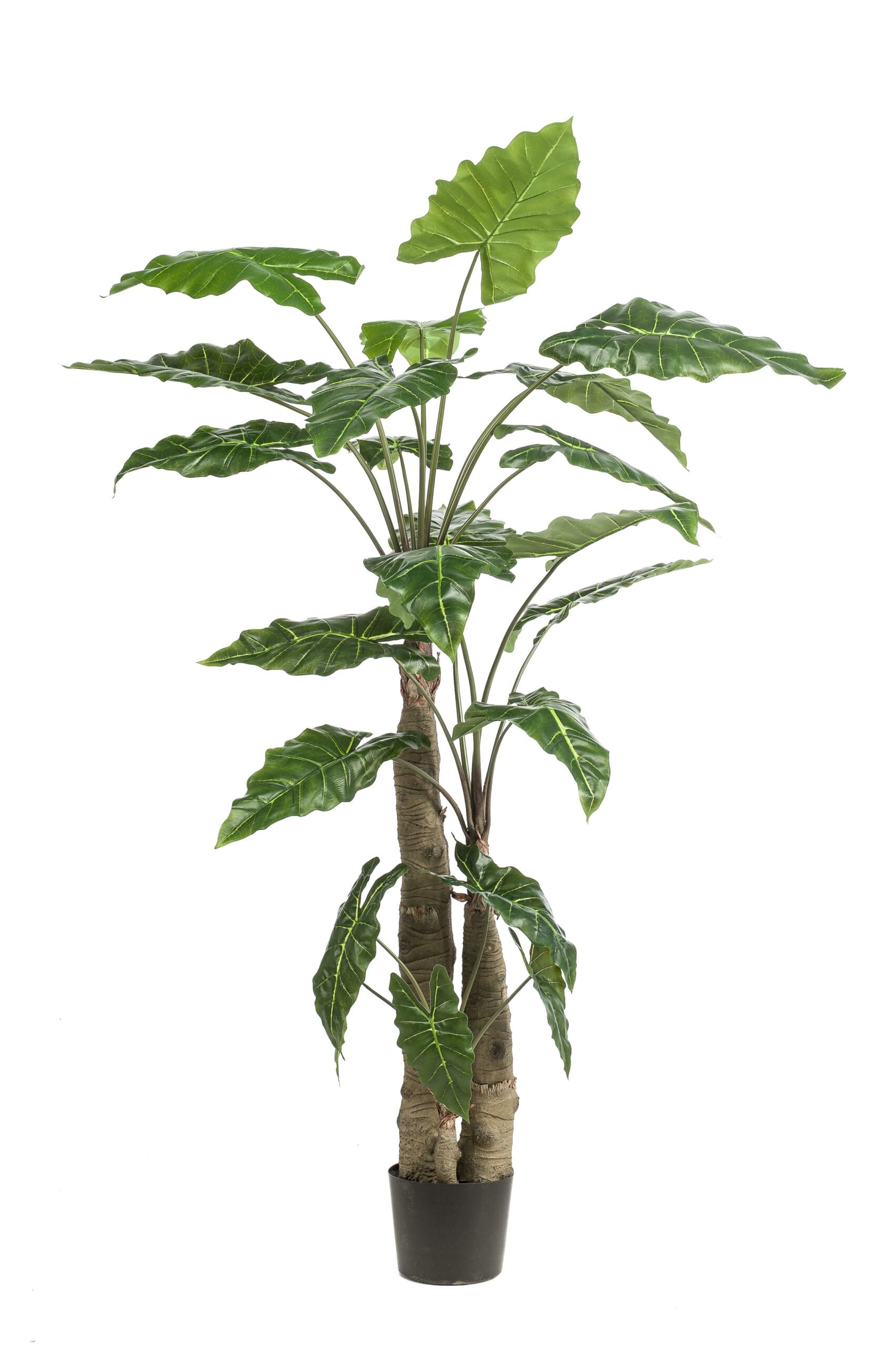 Alocasia - Kunstplant - 70cm - Afbeelding 8