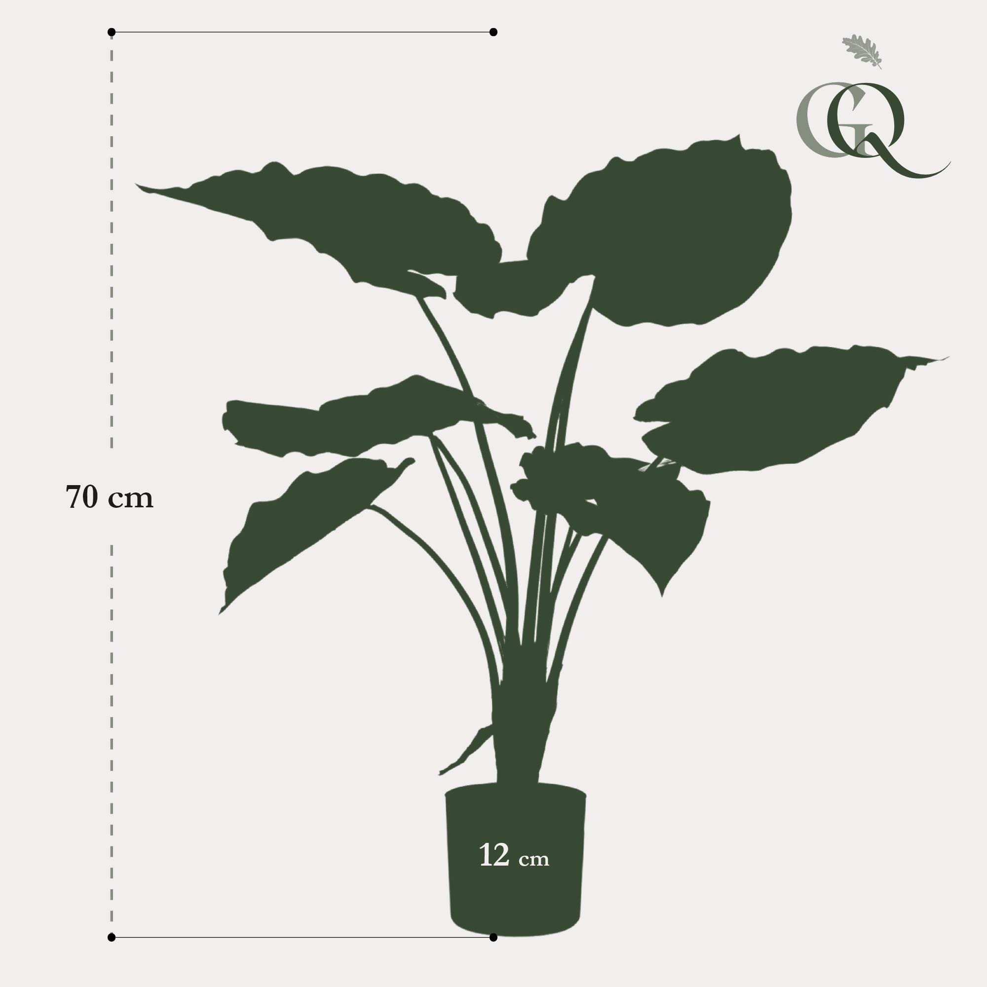 Alocasia - Kunstplant - 70cm - Afbeelding 5