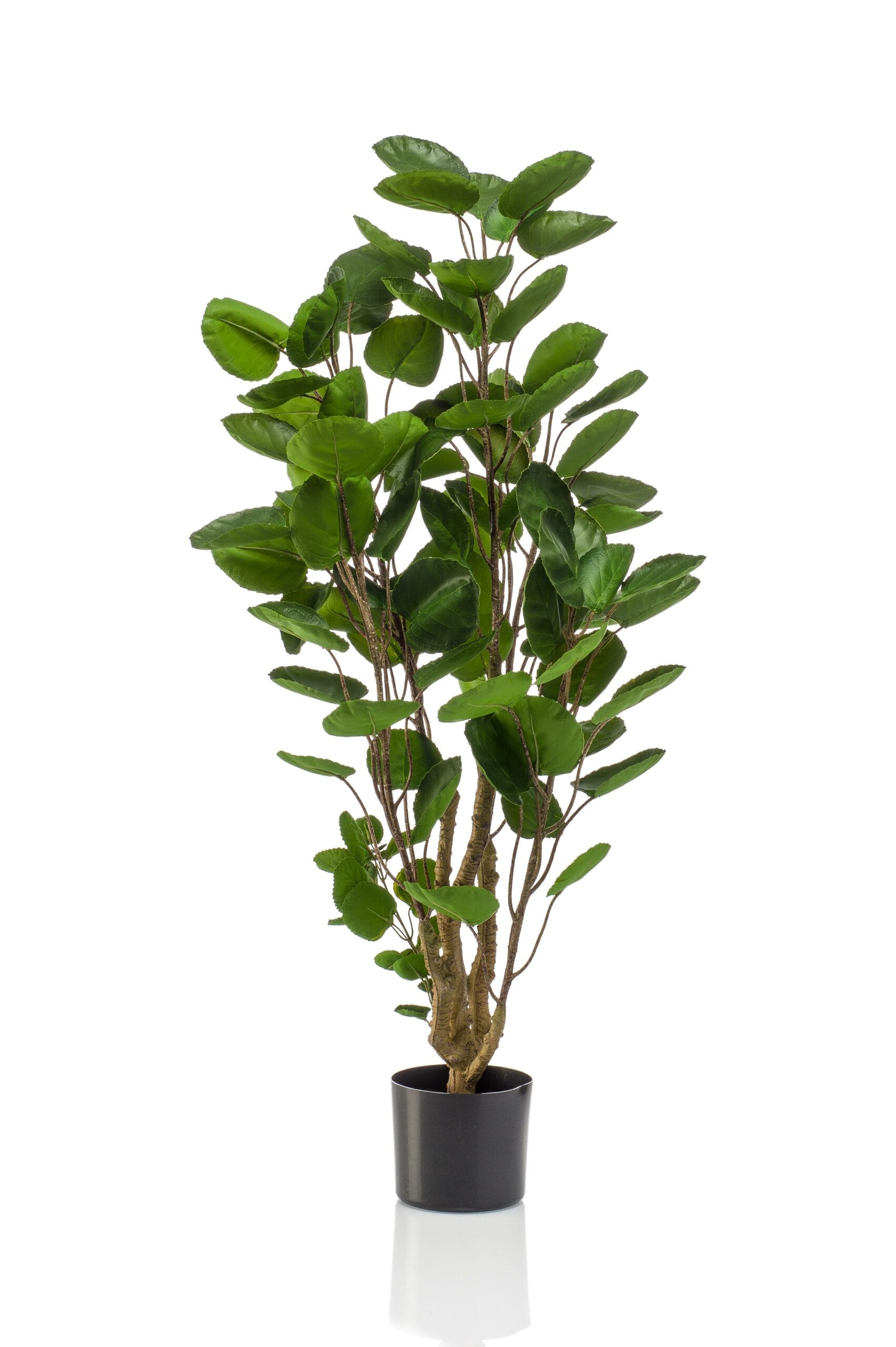 Polyscias - Kunstplant - 150cm - Afbeelding 7