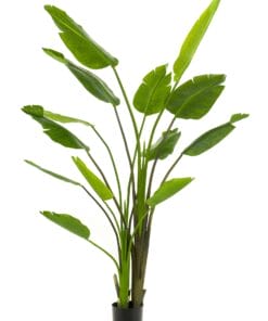 Strelitzia Nicolai - Kunstplant - 180cm