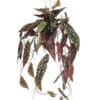 Begonia Maculata - Kunst Hangplant - 80cm