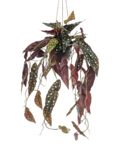 Begonia Maculata - Kunst Hangplant - 80cm