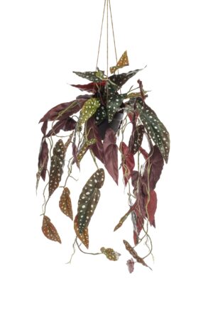 Begonia Maculata - Kunst Hangplant - 80cm