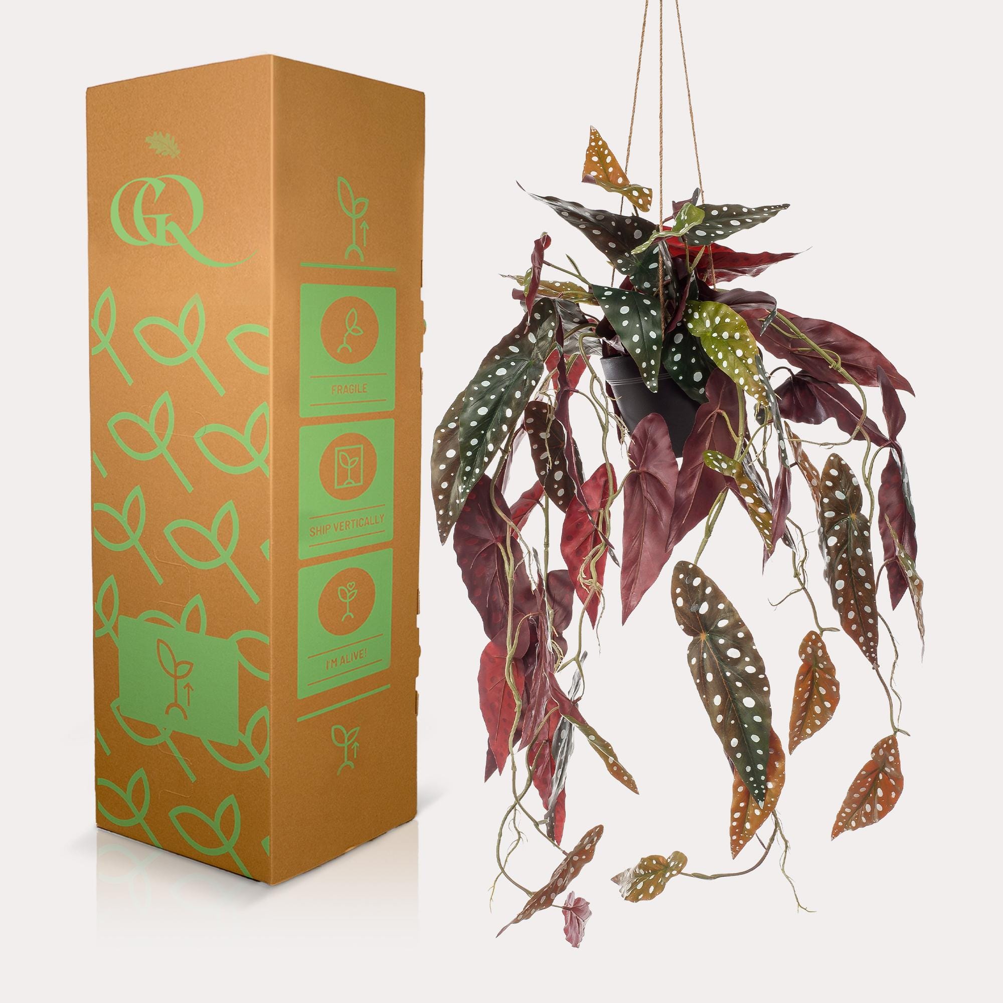 Begonia Maculata - Kunst Hangplant - 80cm - Afbeelding 4