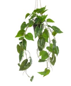 Philodendron Scandens - Kunst Hangplant - 80cm