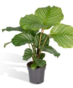 Calathea Orbifolia ↑ 50 cm ⌀ 14
