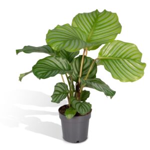 Calathea Orbifolia ↑ 50 cm ⌀ 14