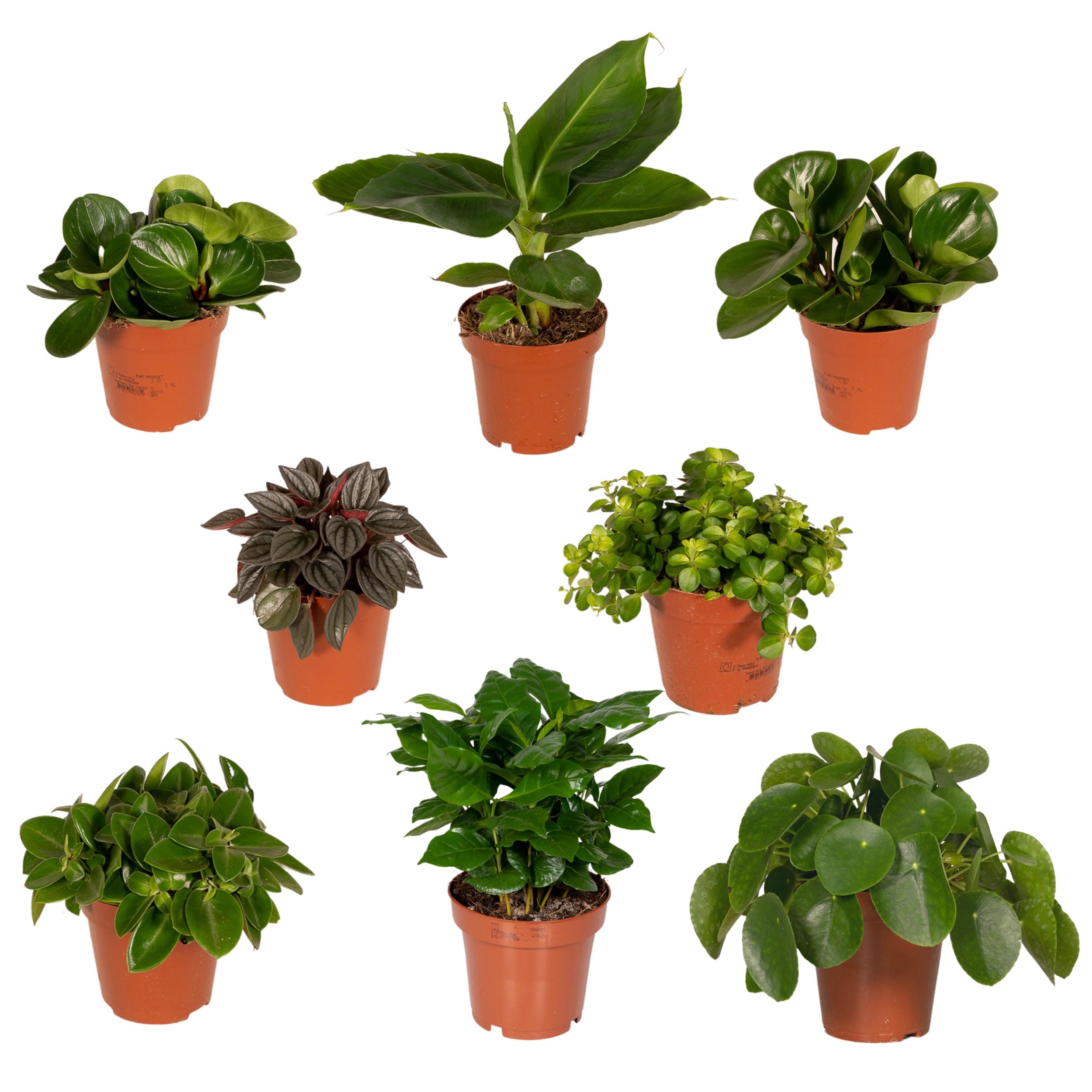 Aanbieding verrassingsbox kamerplanten 5 - 10 stuks - Afbeelding 8