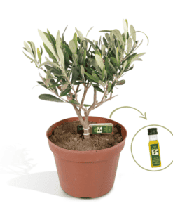 Olea Olijf In Keramiek Roma ↑ 35 cm ⌀ 15