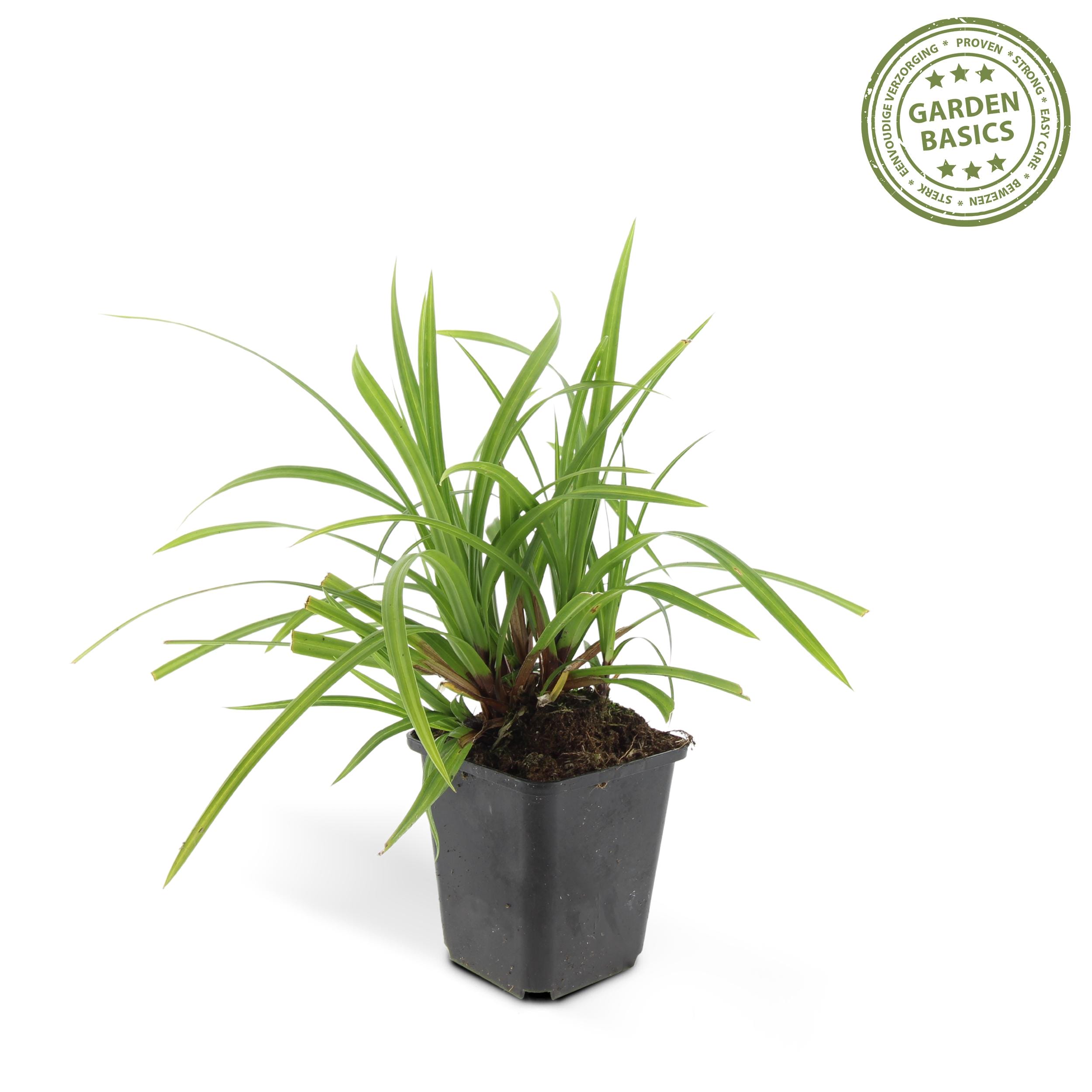 6 x Carex Morrowii 'Irish Green' - Afbeelding 2