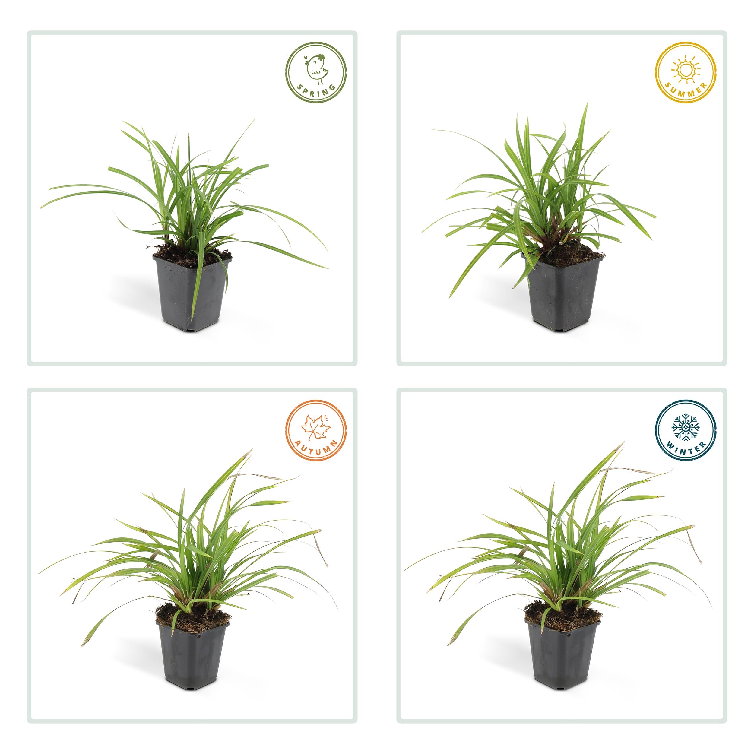 6 x Carex Morrowii 'Irish Green' - Afbeelding 4