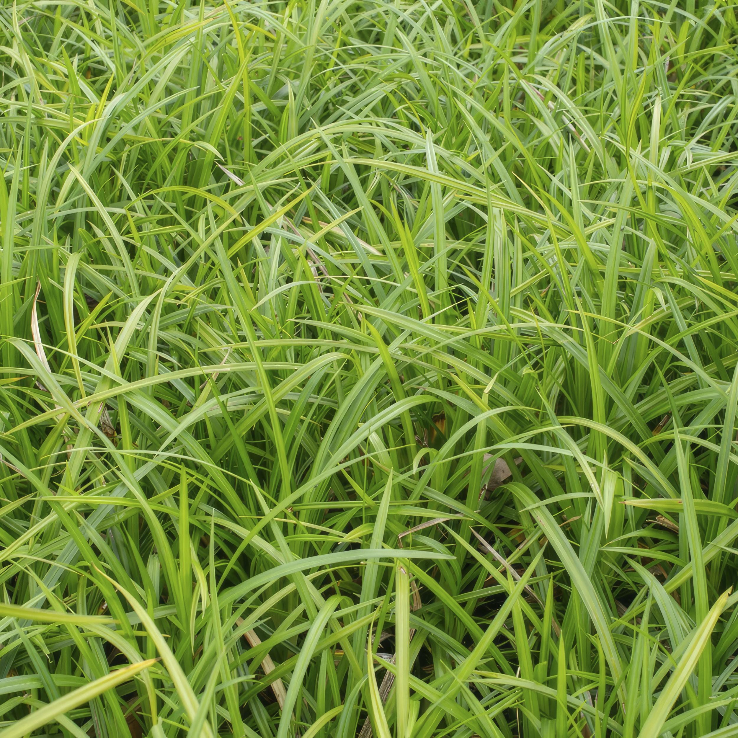 6 x Carex Morrowii 'Irish Green' - Afbeelding 5