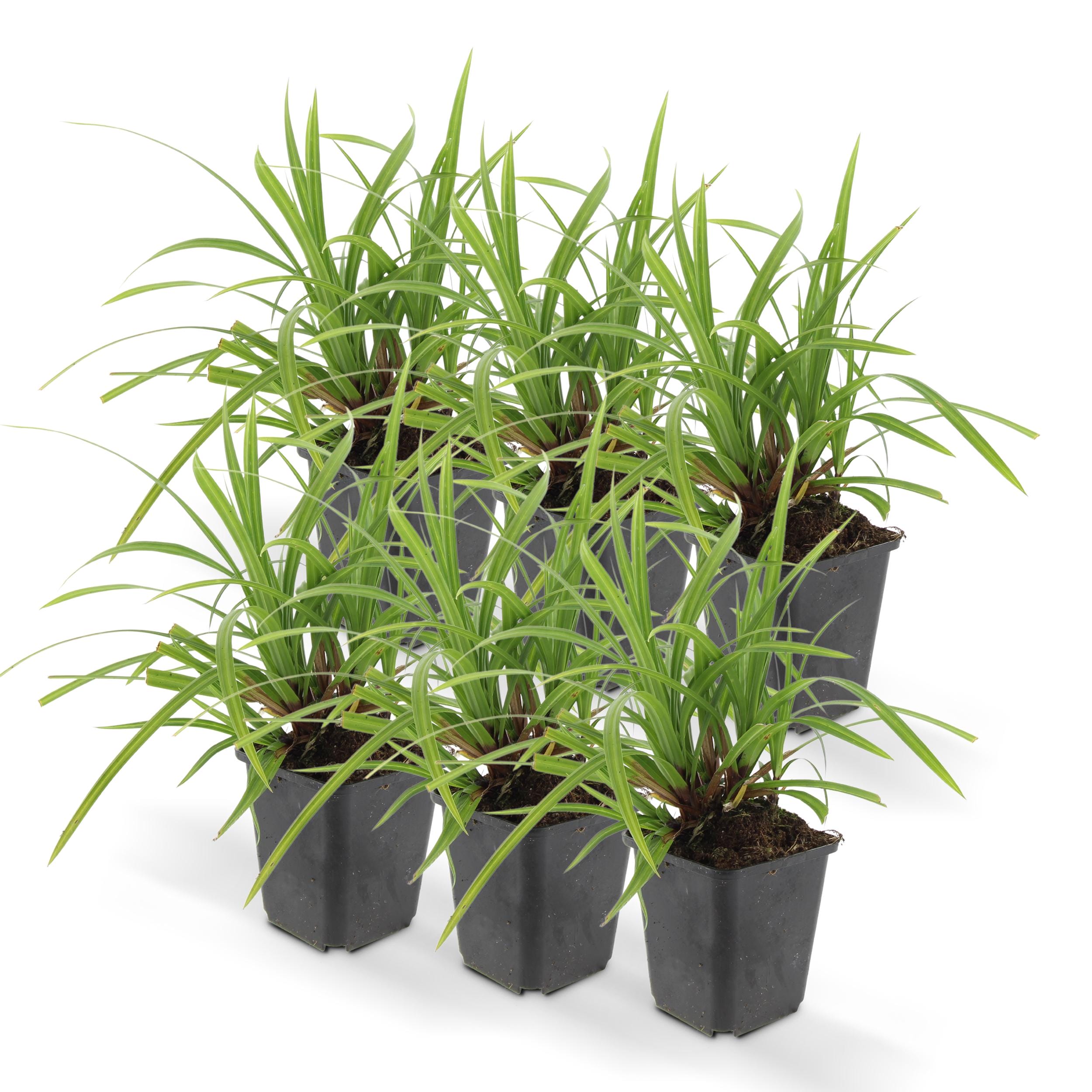 6 x Carex Morrowii 'Irish Green' - Afbeelding 6