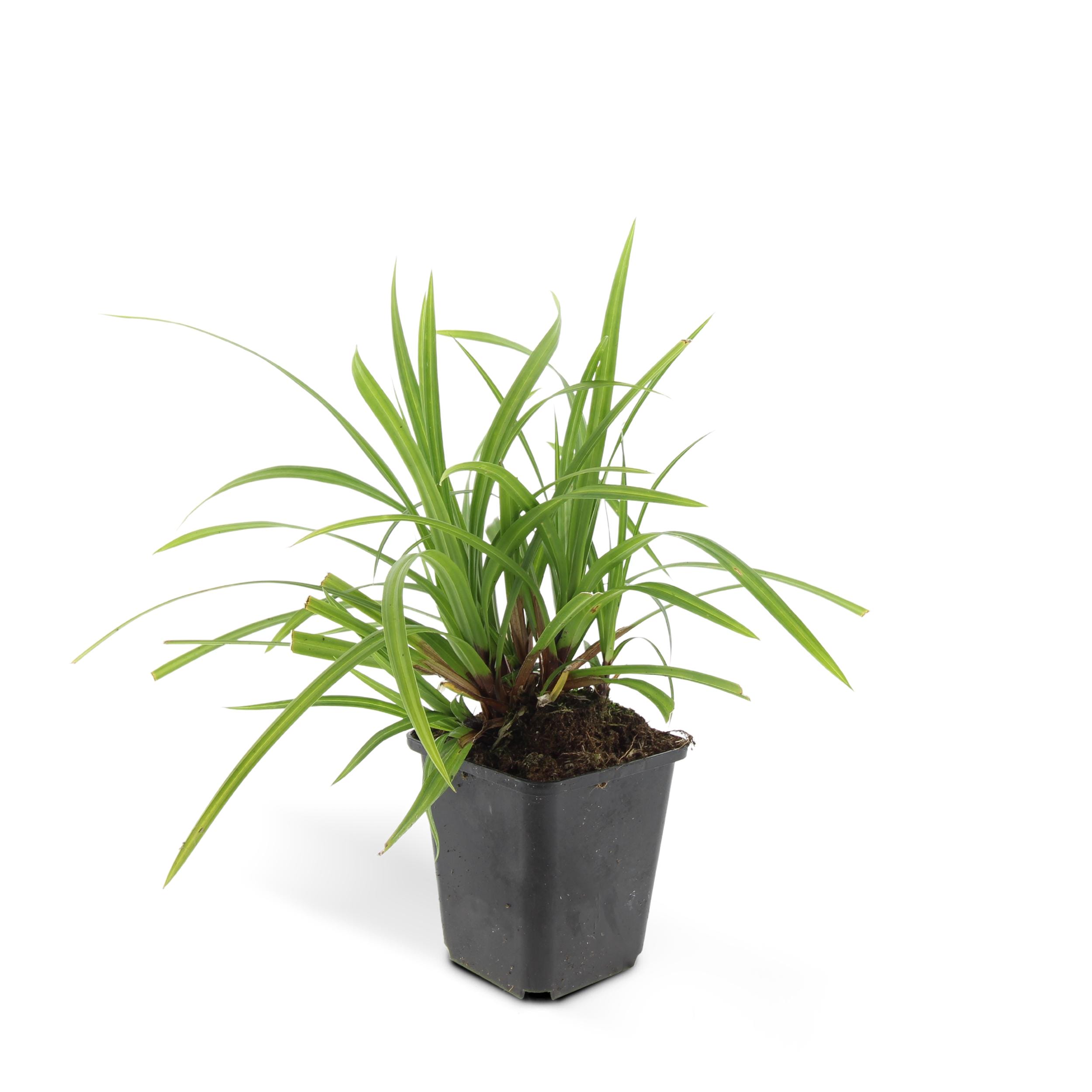 6 x Carex Morrowii 'Irish Green' - Afbeelding 8