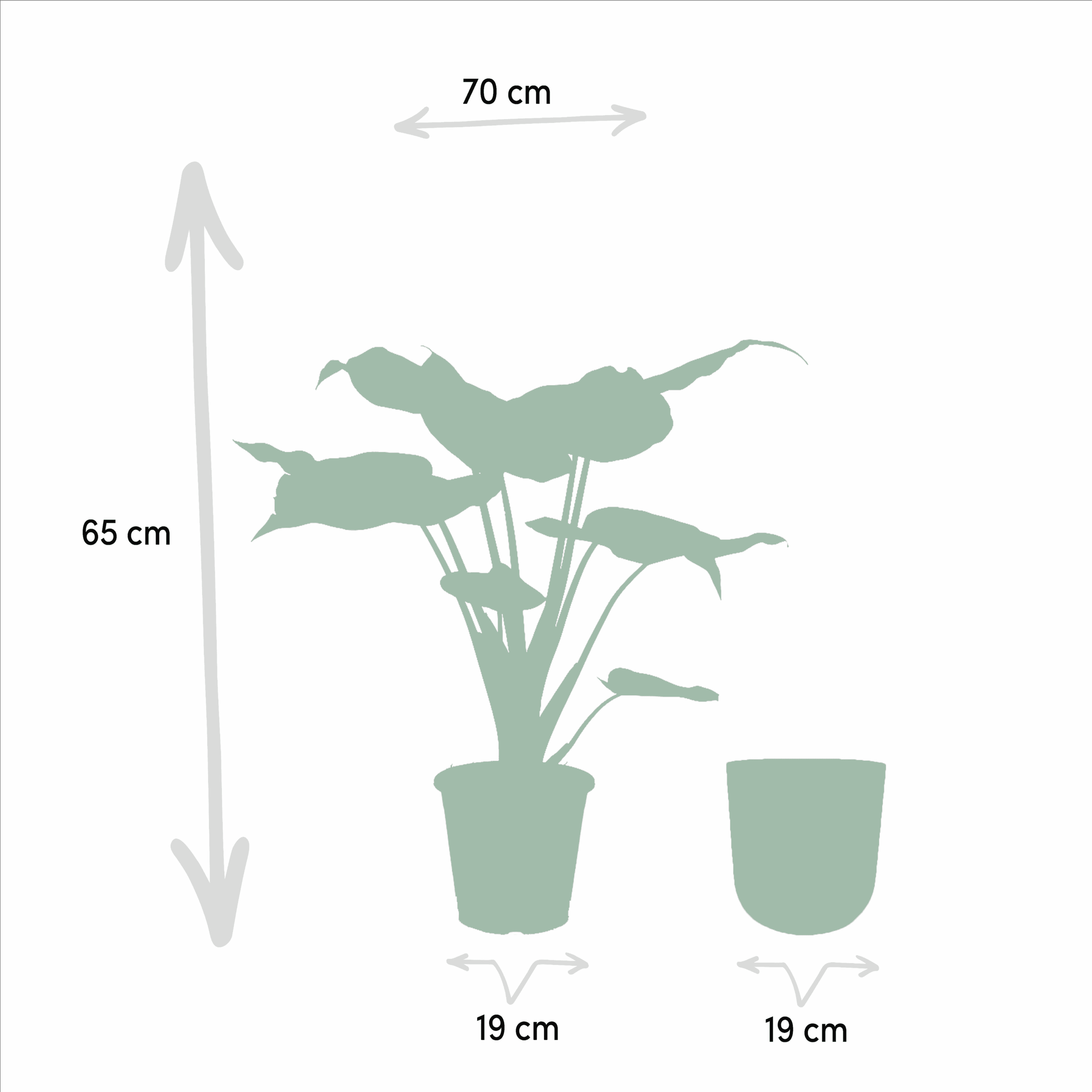 Alocasia Cucullata ↑ 65 cm ⌀ 19 - Afbeelding 4