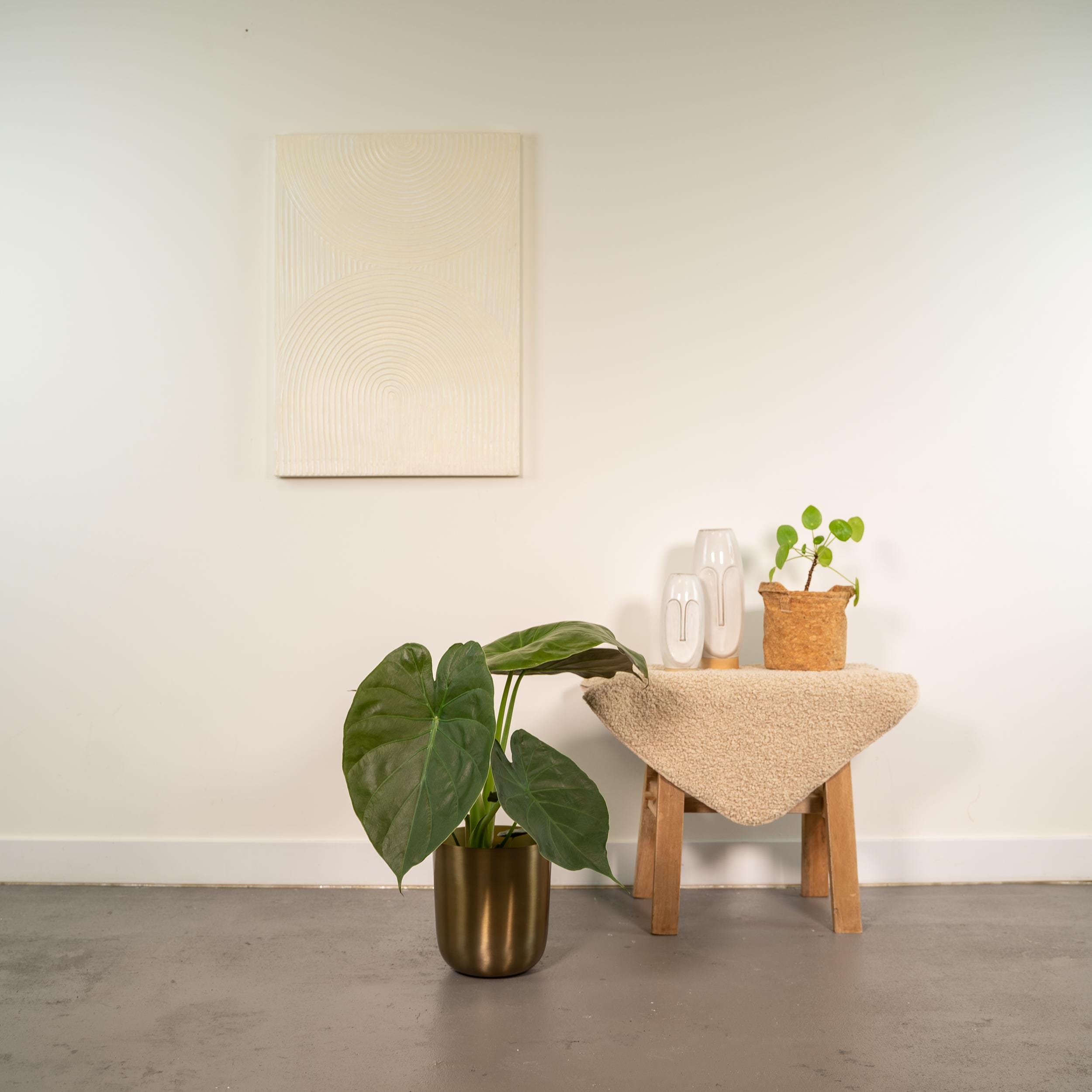 Alocasia Wentii ↑ 65 cm ⌀ 19 - Afbeelding 2