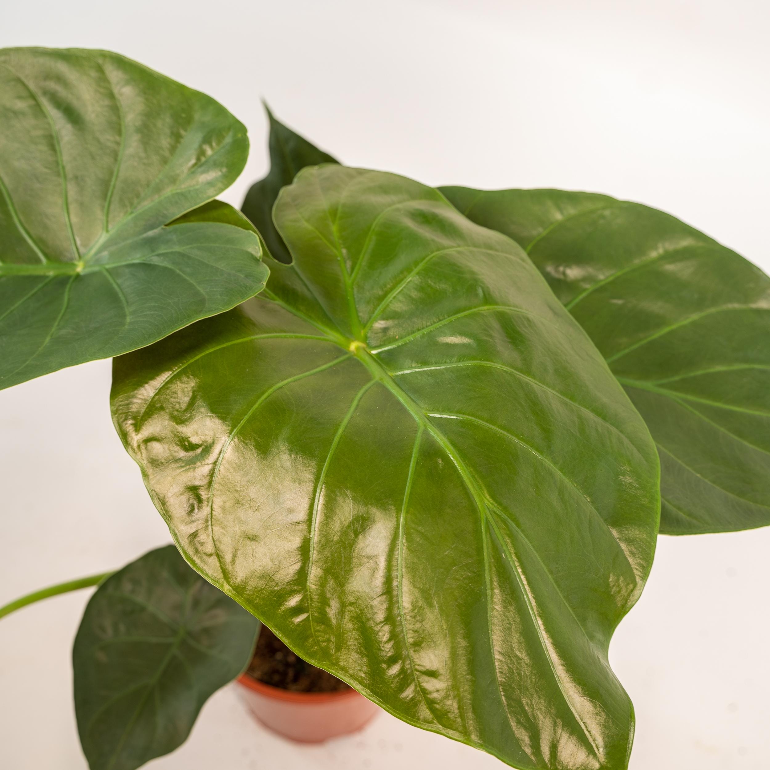 Alocasia Wentii ↑ 65 cm ⌀ 19 - Afbeelding 3
