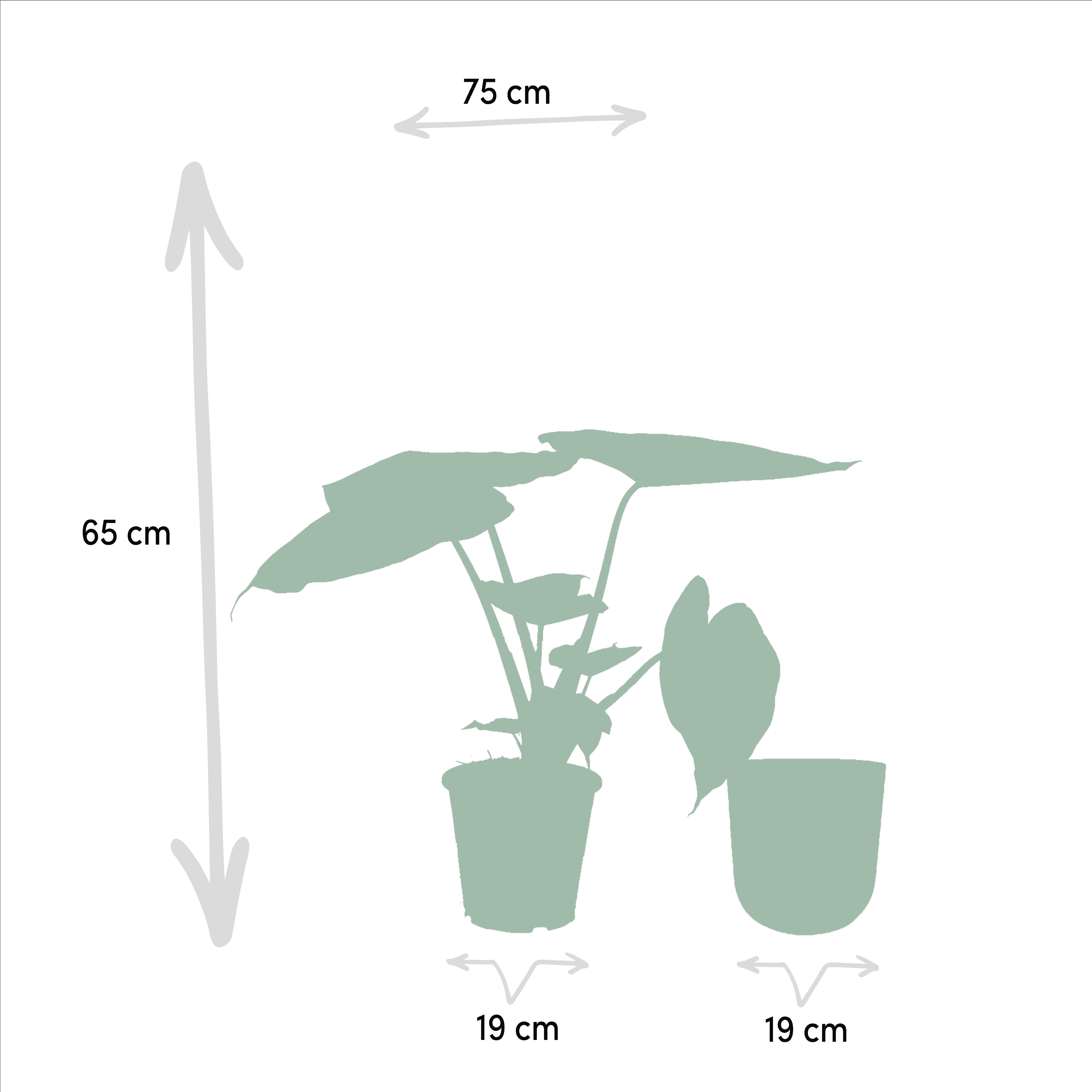 Alocasia Wentii ↑ 65 cm ⌀ 19 - Afbeelding 4