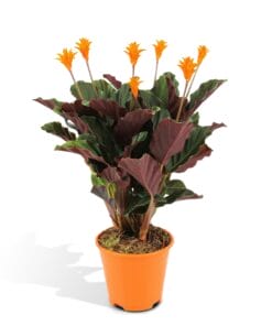 Calathea Crocata ↑ 40 cm ⌀ 14