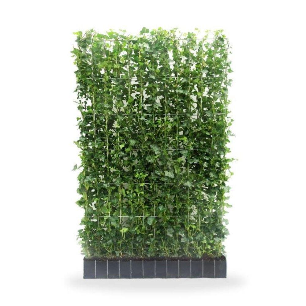 Kant en klaar haag Hedera Hibernica - ↨180Cm - 10 Stuks