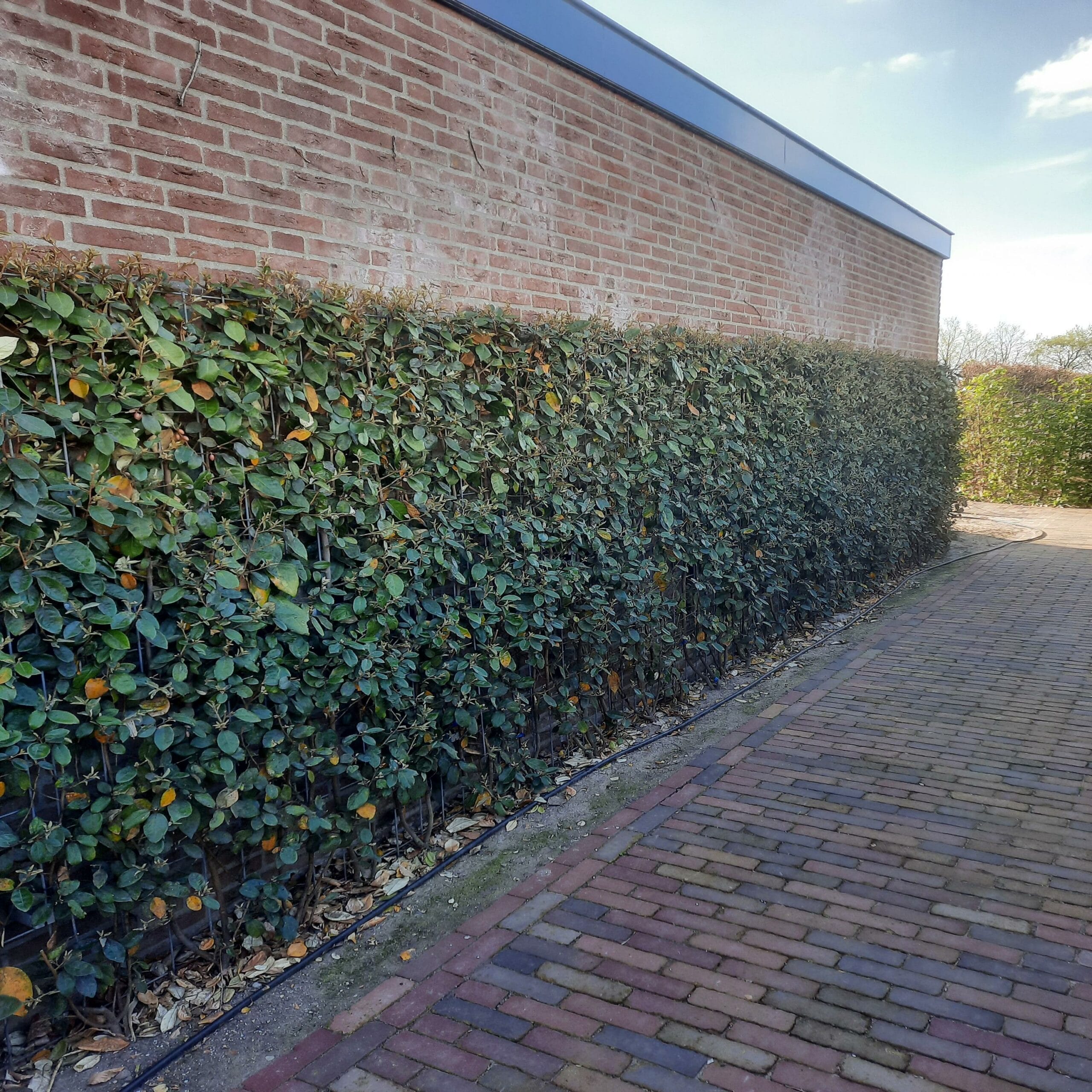 Kant en klaar haag Elaeagnus Ebbingei - ↨180Cm - 3 Stuks - Afbeelding 2