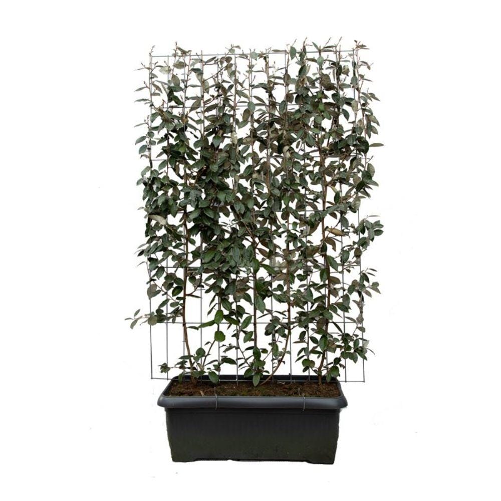 Kant en klaar haag Elaeagnus Ebbingei - ↨180Cm - 3 Stuks - Afbeelding 6