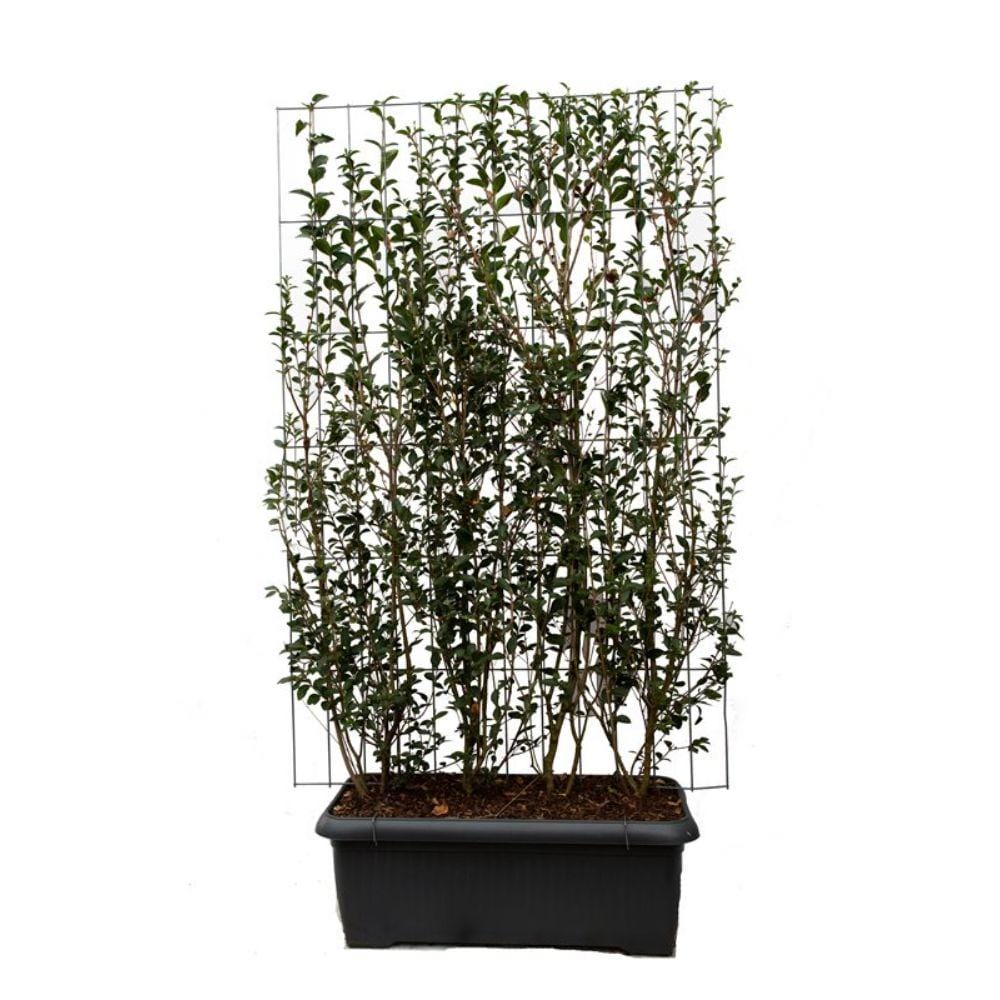 Kant en klaar haag Ligustrum Ovalifolium - ↨180Cm - 3 Stuks