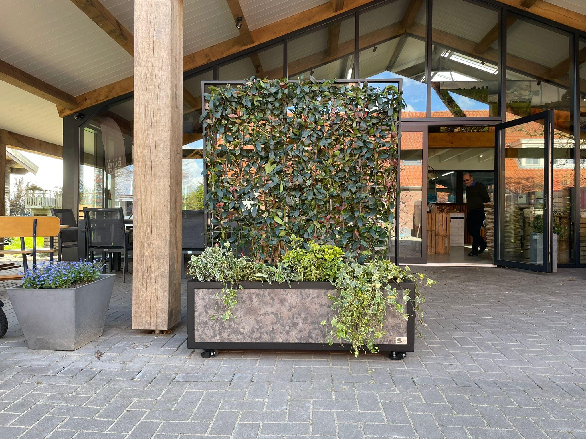 Kant en klaar haag Ligustrum Ovalifolium - ↨180Cm - 3 Stuks - Afbeelding 3