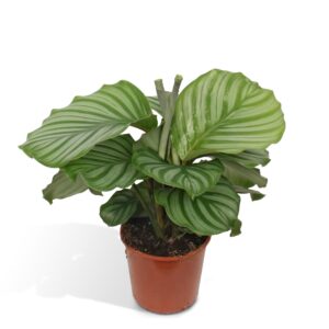 Calathea Orbifolia ↑ 60 cm ⌀ 17