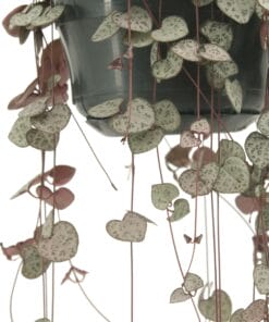 Ceropegia Woodii Hang ↑ 50 cm ⌀ 15