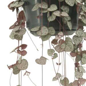 Ceropegia Woodii Hang ↑ 50 cm ⌀ 15