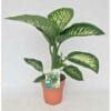 Dieffenbachia Tropic Snow ↑ 70 cm ⌀ 19