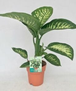 Dieffenbachia Tropic Snow ↑ 70 cm ⌀ 19