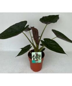 Alocasia Wentii ↑ 85 cm ⌀ 19