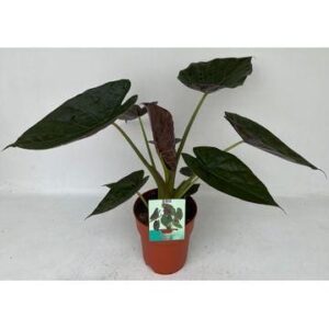 Alocasia Wentii ↑ 85 cm ⌀ 19