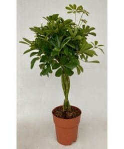 Schefflera Compacta Gevlochten Stam ↑ 80 cm ⌀ 19