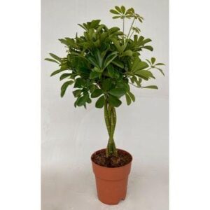 Schefflera Compacta Gevlochten Stam ↑ 80 cm ⌀ 19