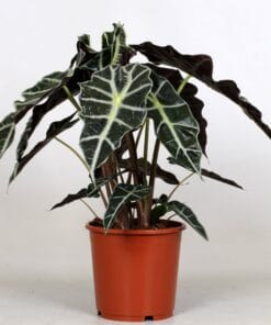Alocasia 'Polly' ↑ 45 cm ⌀ 17