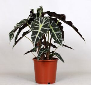 Alocasia 'Polly' ↑ 45 cm ⌀ 17