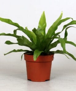 Asplenium Antiquum. ↑ 25 cm ⌀ 12