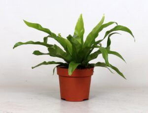 Asplenium Antiquum. ↑ 25 cm ⌀ 12