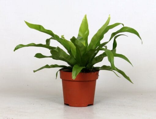 Asplenium Antiquum. ↑ 25 cm ⌀ 12