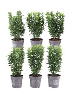1 Meter Groene Kardinaalsmuts Haag - Euonymus Japonicus 'Green Spire' - Set Van 6 Winterharde Haagplanten - Groenblijvende Haag